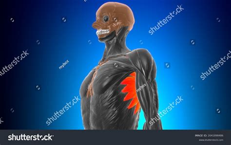 Serratus Anterior Muscle Anatomy Medical Concept Stock Illustration