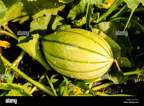 Plante De Melon Banque De Photographies Et Dimages à Haute Résolution