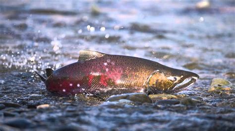 Salmon Return To Spawn Youtube
