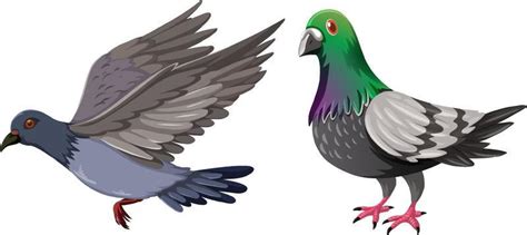 Pigeon Vector Art Icons And Graphics For Free Download