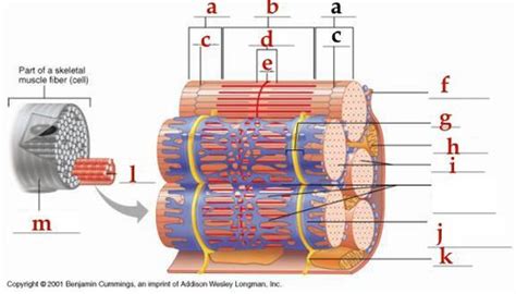 Muscle Relationship Of The Sarcoplasmic Reticulum And T Tubules To The