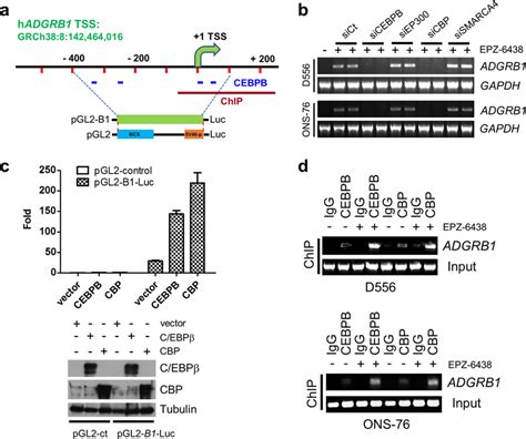 C EBPβ and CBP mediate ADGRB1 activation a Schematic diagram shows