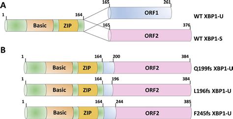 Structural Domains Of Xbp Isoforms Are Illustrated A Schematic