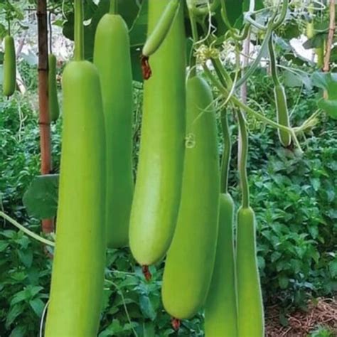 🌼 Bangladeshi Vegetable Long Lau Khodu Pani Kodu Bottle Gourd Seeds Ebay