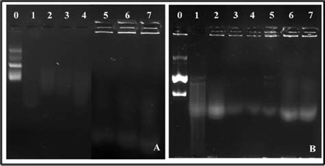 Serum Nuclease Digestion Lane Dna G Lane Naked Pdna