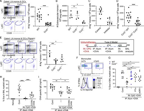 Monocyte Migration To Draining L Ns Depends On Ccr5 Expression A 24