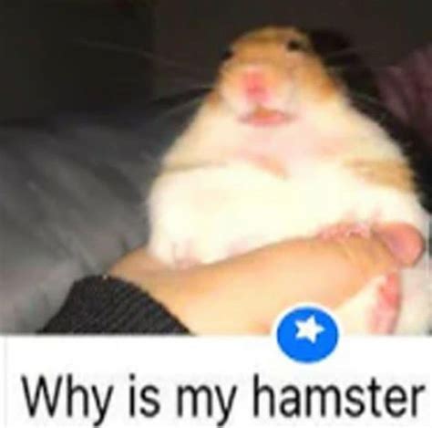 Why Is My Hamster Funny