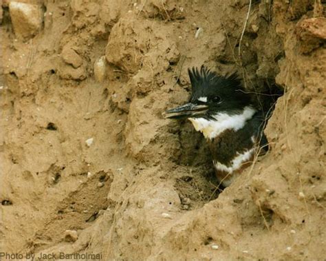 Belted Kingfisher Nest