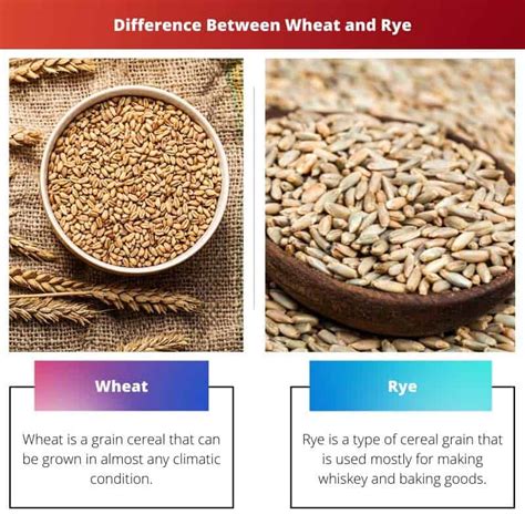 Wheat vs Rye: Difference and Comparison