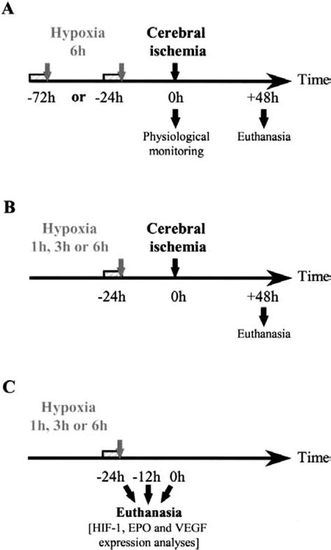 Normobaric Hypoxia Induces Tolerance To Focal Permanent Cerebral Ischemia In Association With An