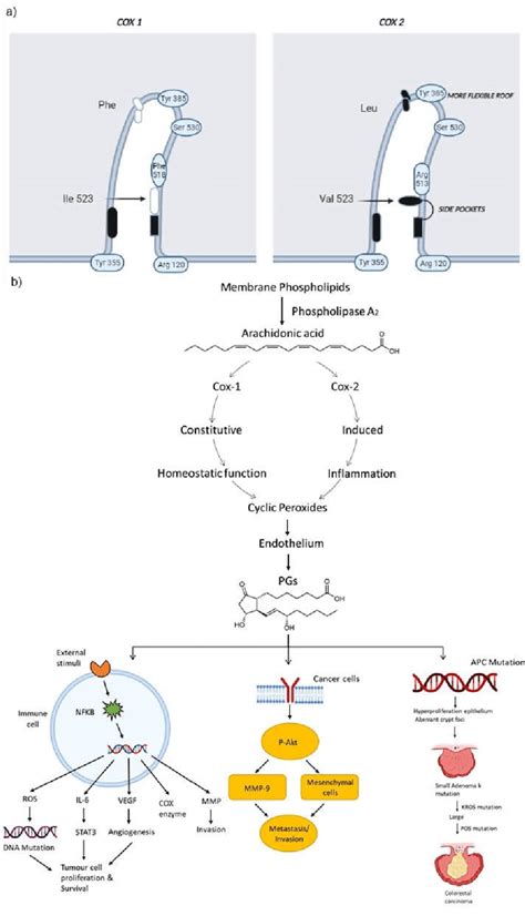 Structure Of Cox And Isoforms Molecular Insight In Inflammation