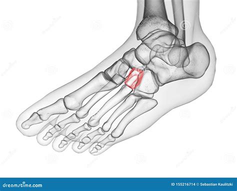 The lateral cuneiform bone stock illustration. Illustration of rendering - 155216714