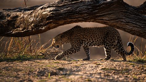 Wildlife Highlights Of Zambia Safari Consultants