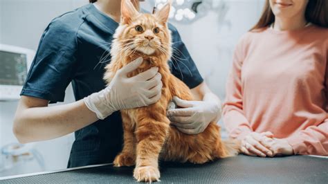 Medication for Deadly Cat Illness to Be Available for First Time on June 1 - PetHelpful