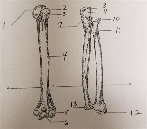 A P Final Prep Parts Of Long Bones Arms Flashcards Quizlet