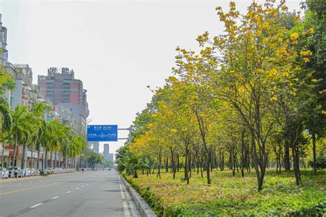 今天带您“云赏花”！市区这片黄花风铃木开了，漫天金黄让人心醉~汕头