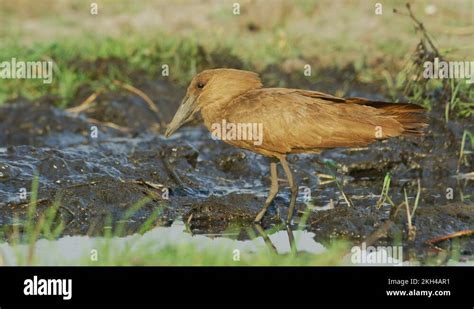 Hamerkop Scopus Umbretta Stock Videos Footage Hd And K Video Clips