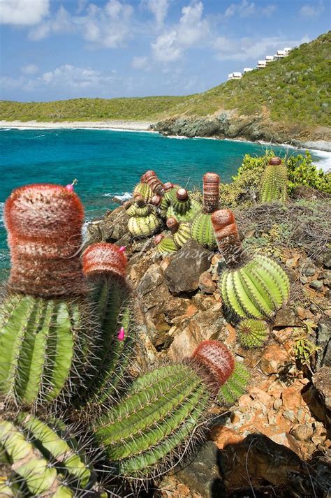 Desert landscaping, Desert plants, Carribean islands