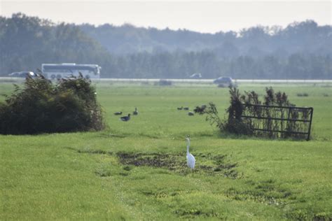 Vroege Vogels Foto Vogels Grote Zilverreiger