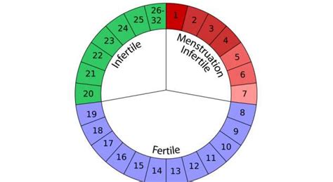 Cikli menstrual, kur mund të ngelni shtatzënë