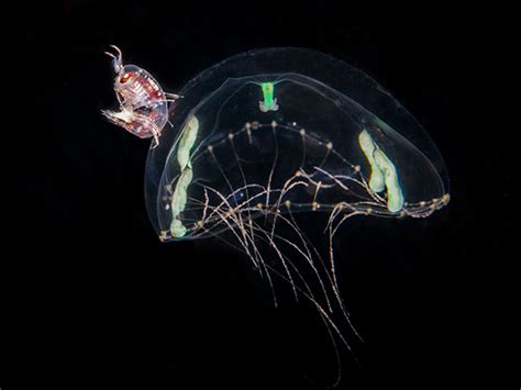 Thecate Hydroid Clytia Hemisphaerica