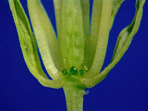 Brassica Juncea Brassicaceae