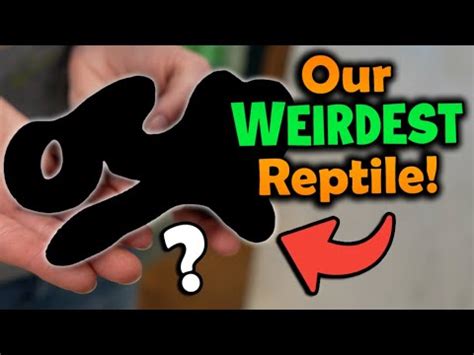 Top Weirdest Reptiles At Snake Discovery Youtube