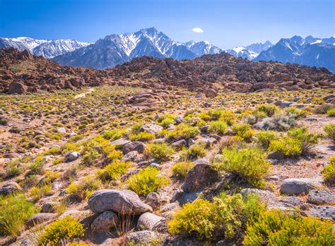 Alabama Hills Mount Whitney Portal Superbloom Wildflowers Flickr