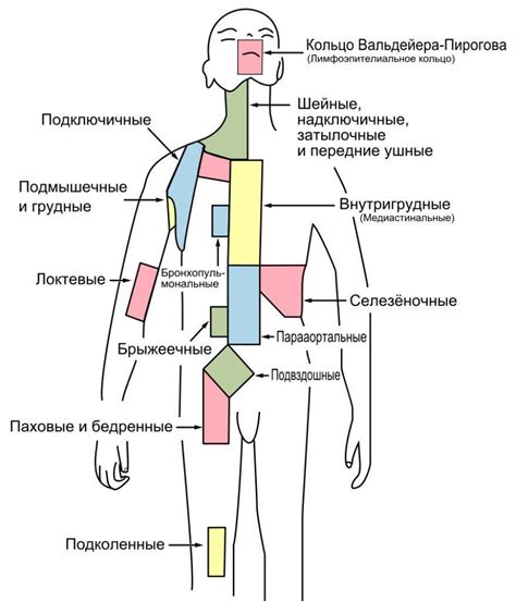 Лимфатические узлы - где находятся и за что отвечают в организме ...