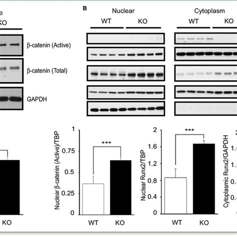 Activated B Catenin And Runt Related Transcription Factor 2 Runx2 In