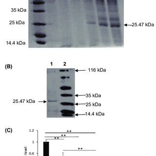 Expression Purification And Biological Activity Analysis Of Splunc