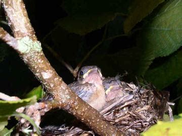 Hill Country Adventures Birding Photos