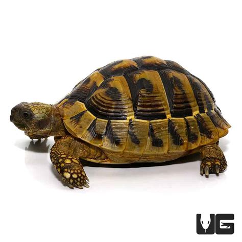 Hermann's Tortoise For Sale - Underground Reptiles