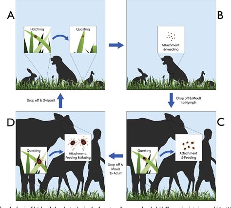 Figure From The Ecology Of Ticks And Epidemiology Of Tick Borne Viral