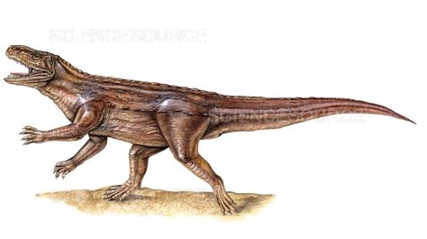 Archosaur Stock Image Science Source Images