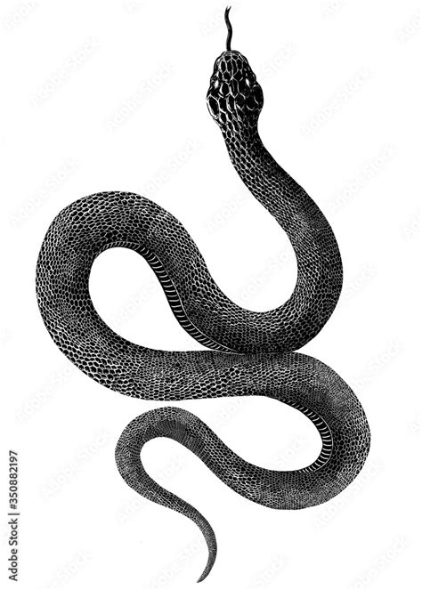 Snake Black And White Drawing