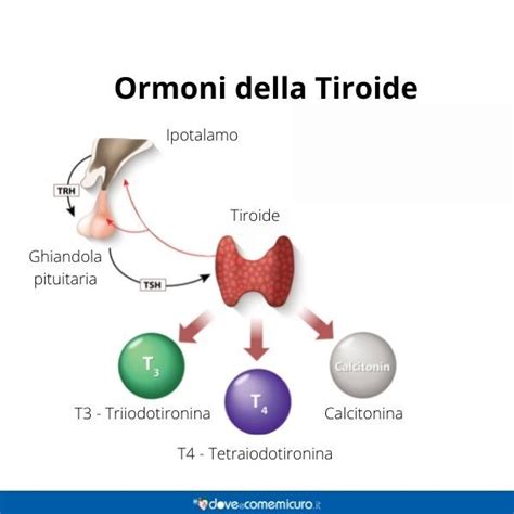 Terapia Sostitutiva Con Ormoni Tiroidei