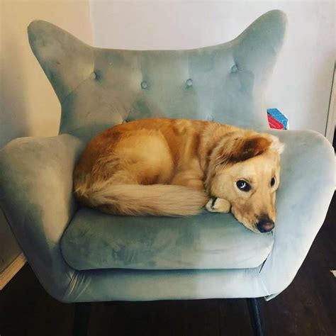 Rae un adorable Golden Retriever doté d une oreille tombante est