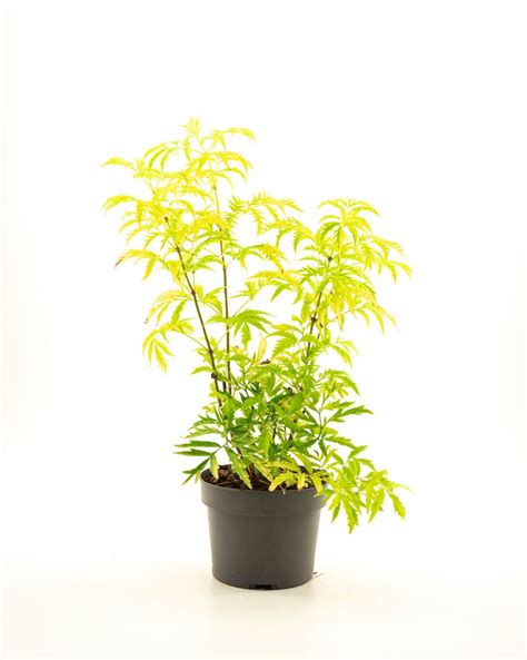 Sambucus Nigra Golden Tower Plant Wholesale Floraccess