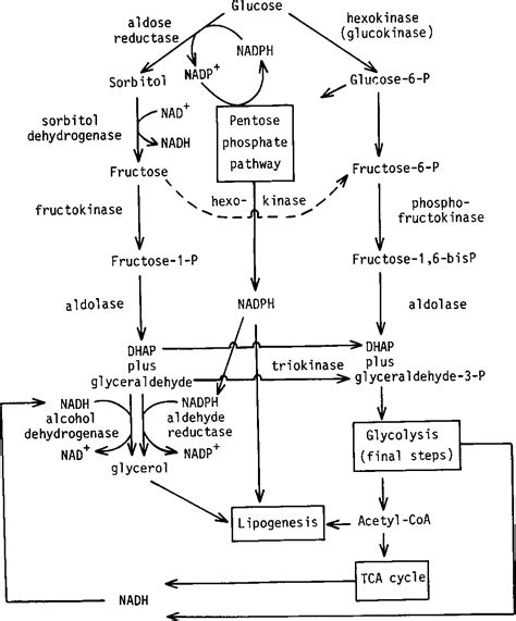 Sorbitol Pathway