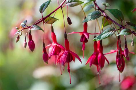 8 Top Varieties Of Fuchsia Flowers