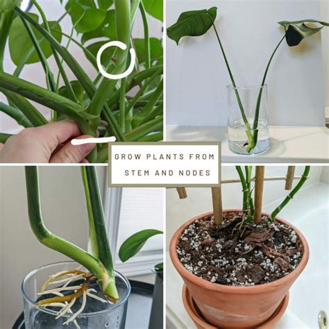 How To Grow Plants From Cuttings In Water A Beginner S Guide