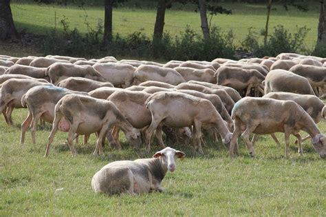 Occitanie Insolite Ils Transforment De La Laine De Mouton En Engrais