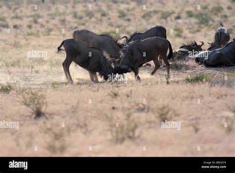 Wildebeest Fighting In Dusty Desert Stock Photo Alamy