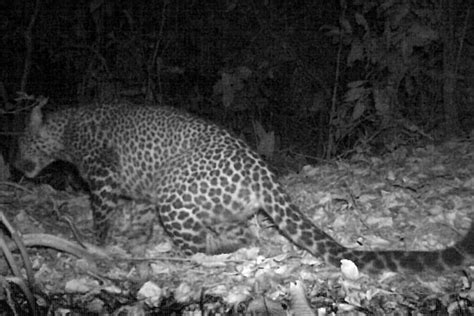 Macan Tutul Jawa Terekam Kamera Di Gunung Sanggabuana Karawang