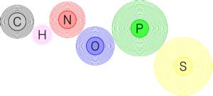 Decoding The Chonp Macromolecule