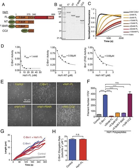 Hof Fl Is A Potent Inhibitor Of Bnr Mediated Actin Nucleation A