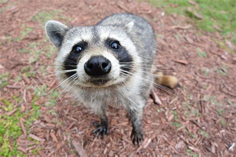 Filecurious Raccoon