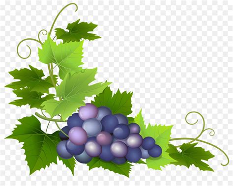 grapes on a vine clip art 10 free Cliparts | Download images on Clipground 2024