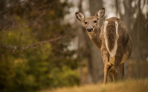 🔥 50 Deer Scene Wallpapers Wallpapersafari